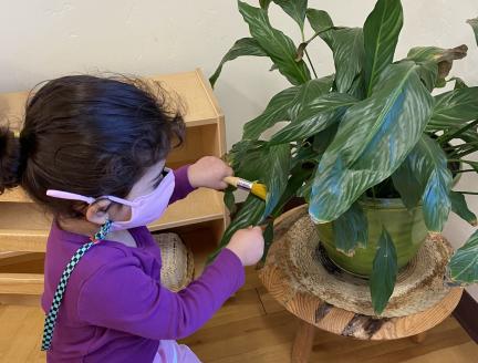 A Three Year-Old Learning How to Care for plants by cleaning and watering them