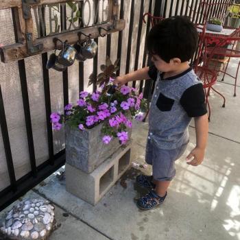 Toddler independently gardening at Lifetime Montessori School 