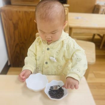 Toddler independently learning math by counting beans at Lifetime Montessori School 